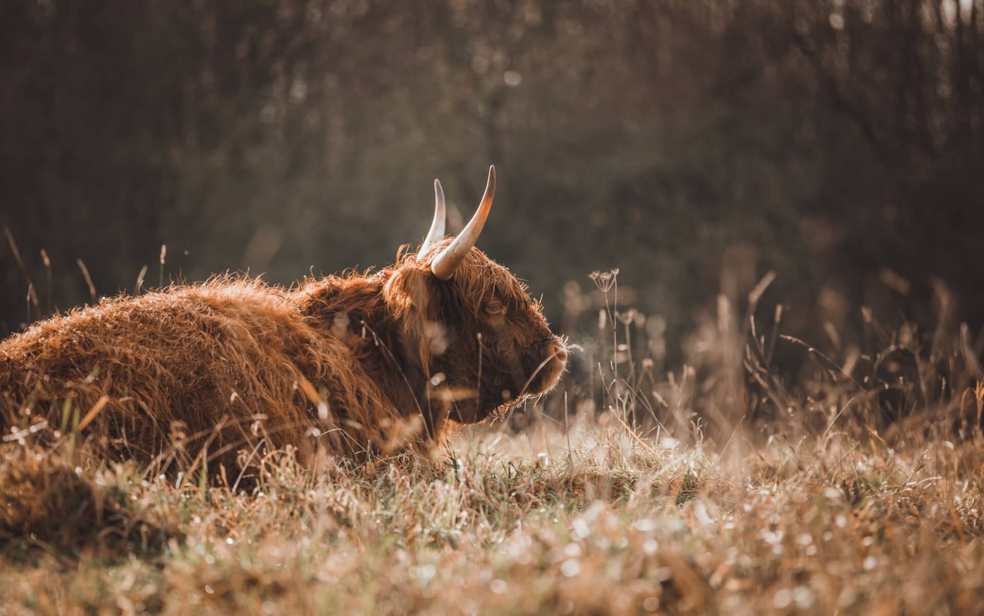 an ox chewing the cud